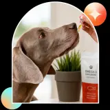 Pet Organic Full Spectrum CBD Oil - Bacon thumbnail
