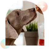 Pet Organic Full Spectrum CBD Oil - Bacon thumbnail
