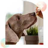 Pet Organic Full Spectrum CBD Oil - Unflavored thumbnail